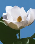 Eau de Magnolia