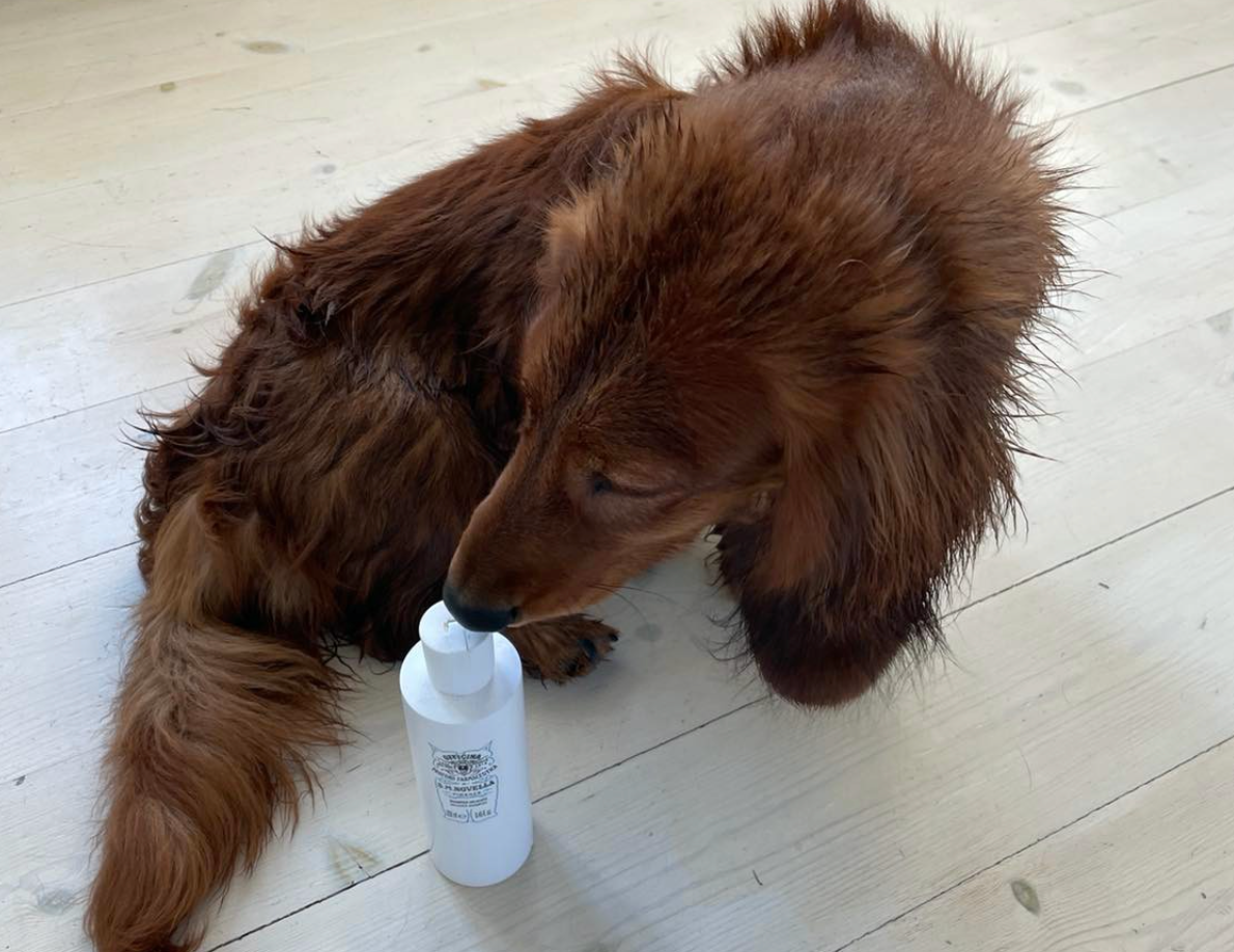 Til luksusdyret - sjampo for den firbeinte