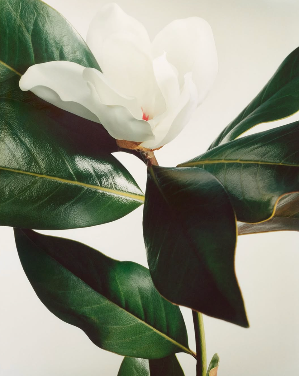 Magnoliatreets sagn