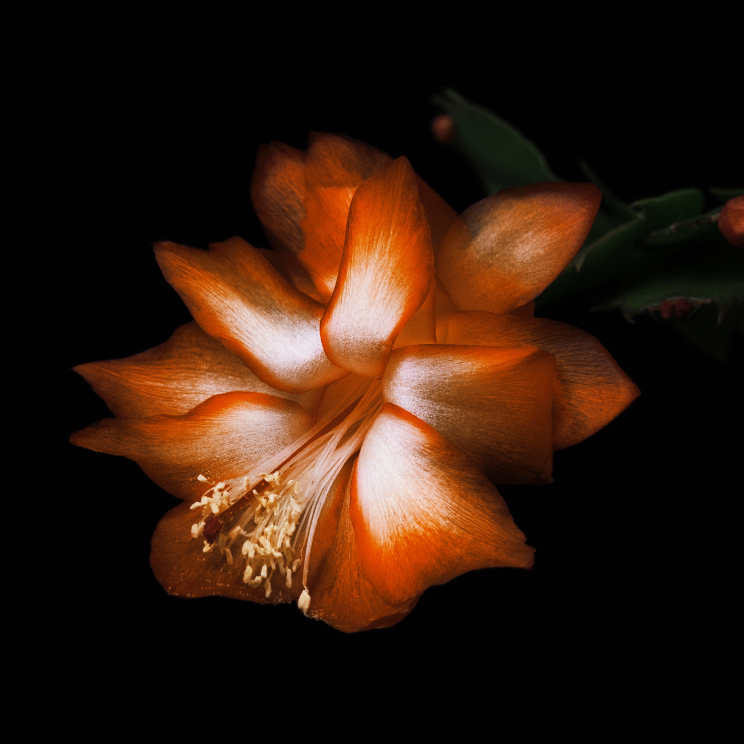 Black Saffron Absolu de Parfum