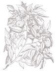 Zagara