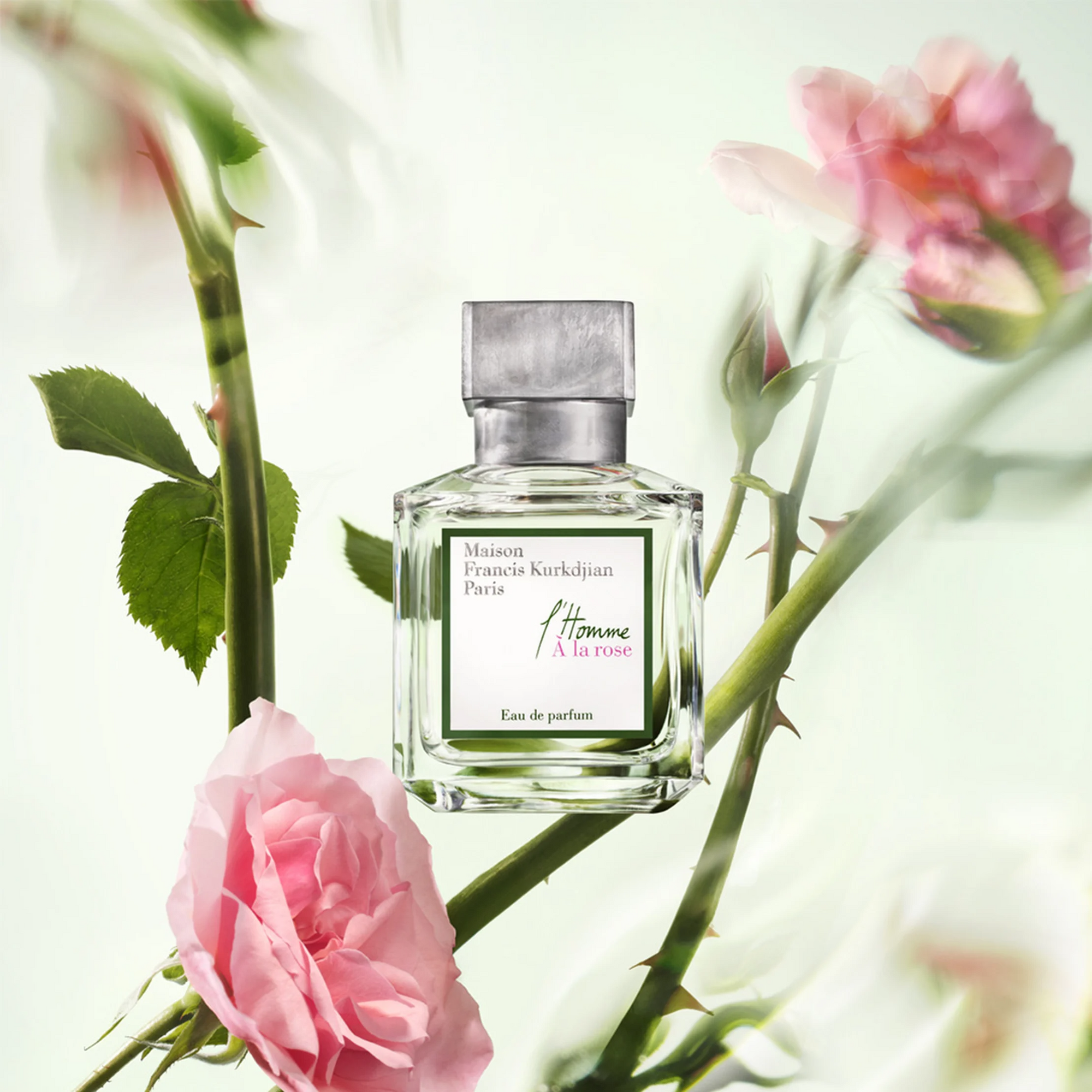 L'Homme À la Rose