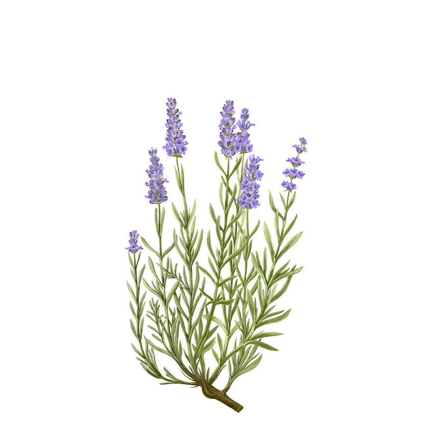 Lavender Botanical Palet