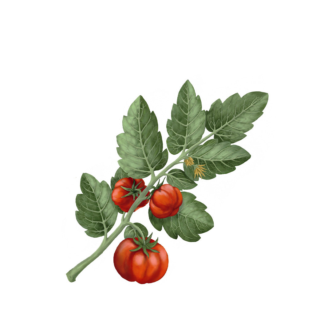 Tomato Diffuser