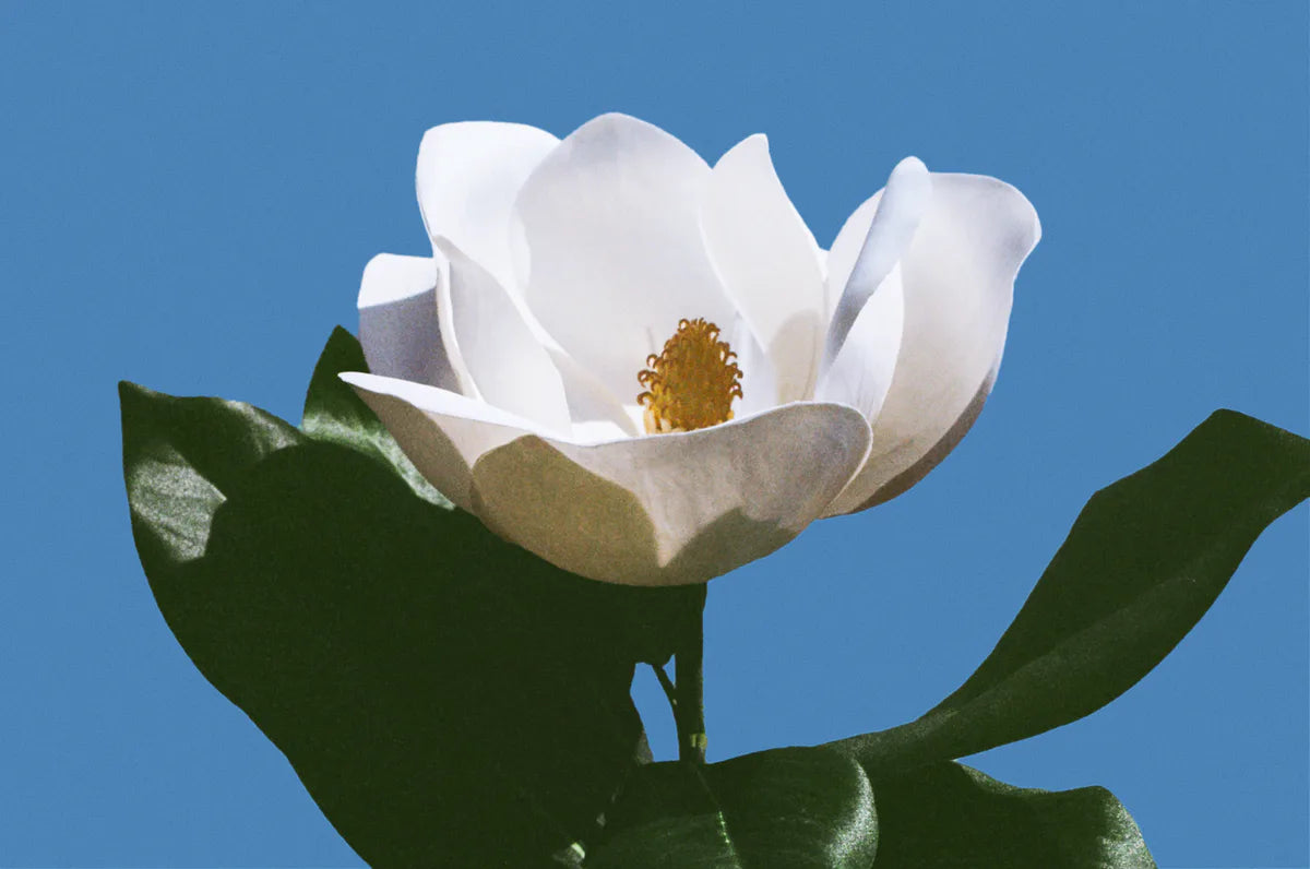 Eau de Magnolia